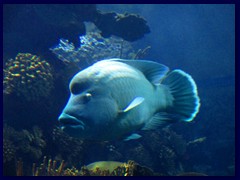 L'Oceanogràfic Oceanarium 076